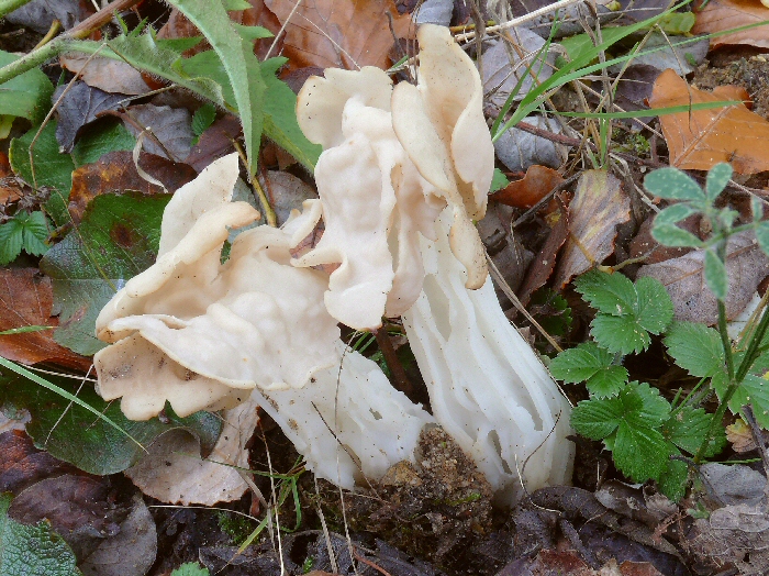 P1130113 HelvellaCrispa cc crp